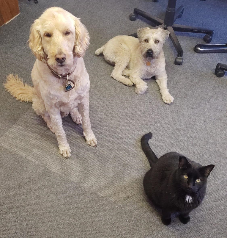 The Chim-Scan® team consists of three pets. Two dogs and a cat.