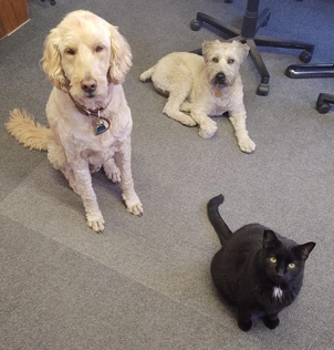 A large dog, a small dog and a cat are sitting nicely on carpet.